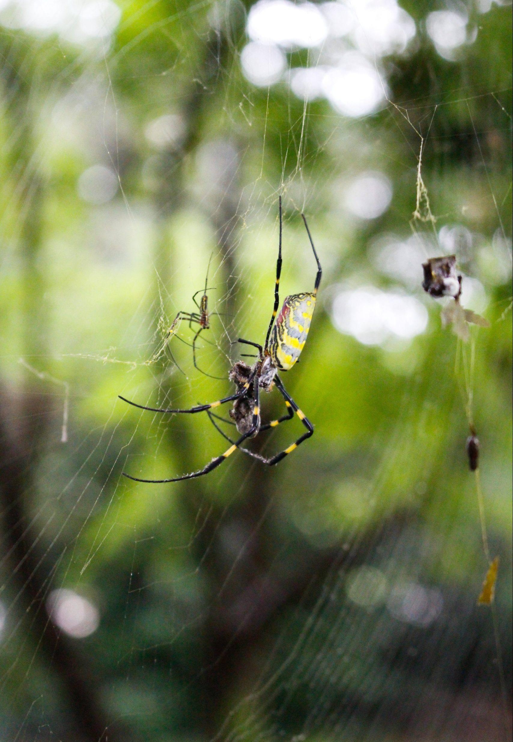 Joro Spider  Home & Garden Information Center