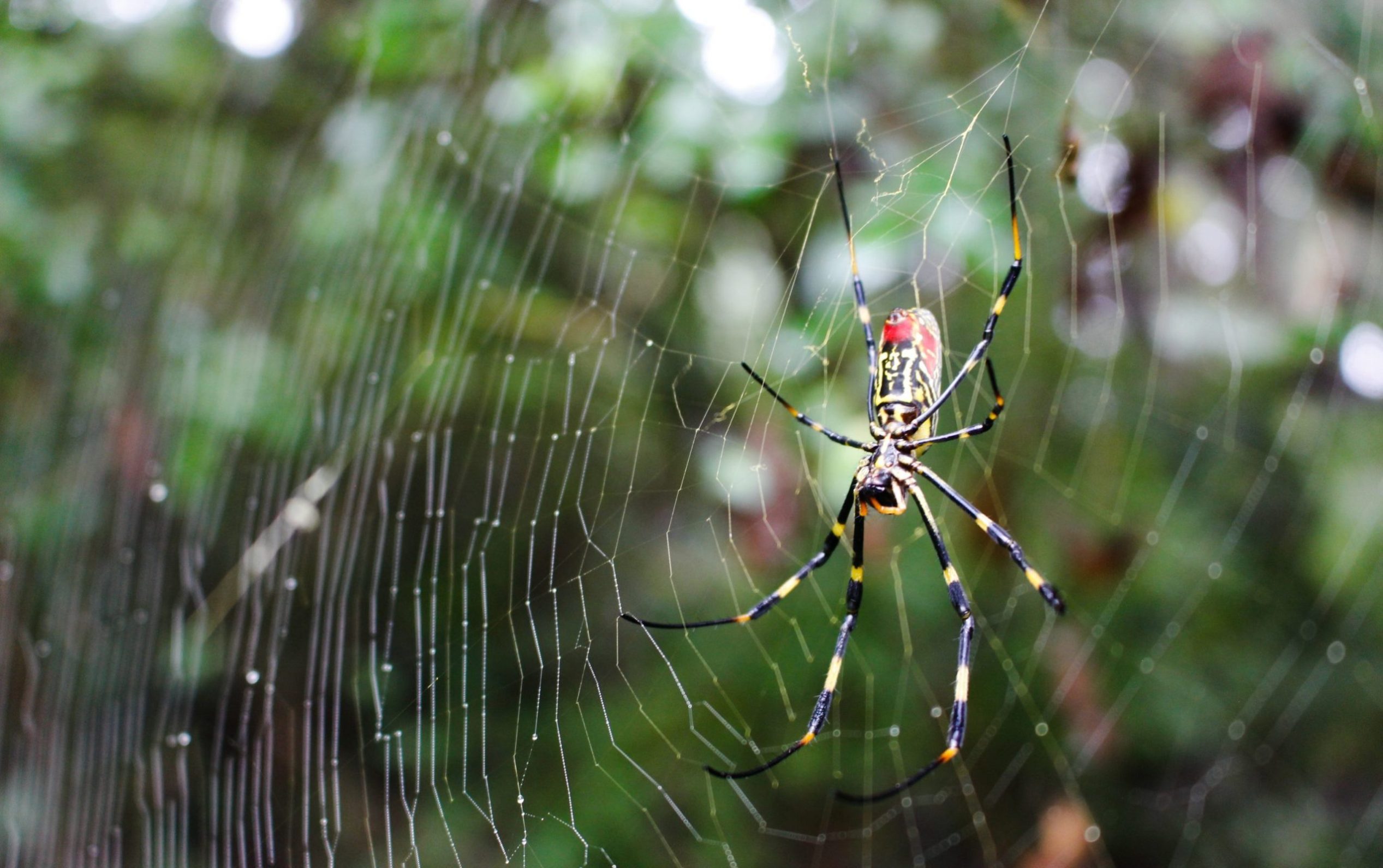 female Joro spider in web, ventral view
