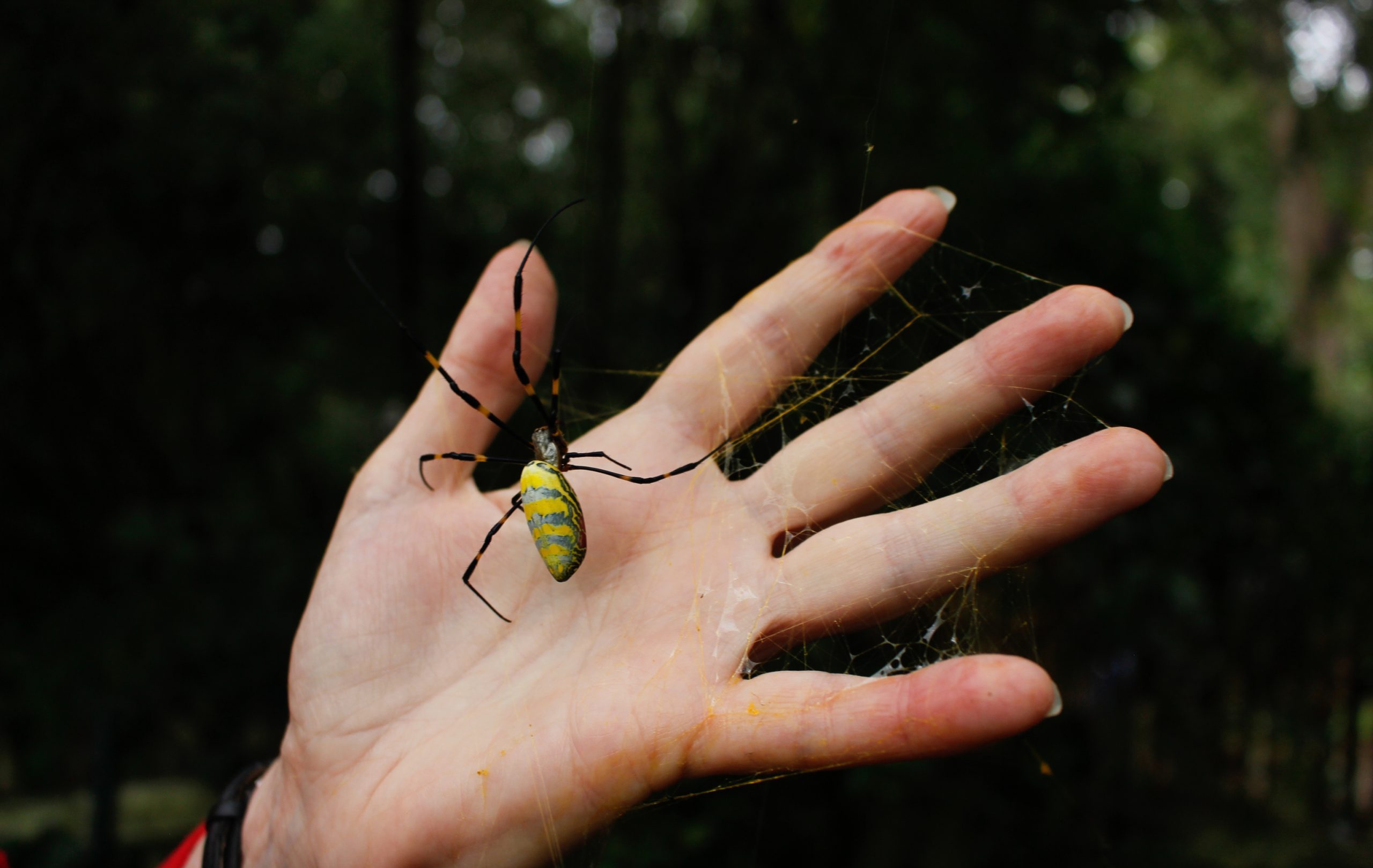 Joro spider on a human hand